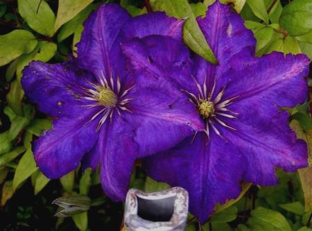 gallery_834_1080_3384.jpg