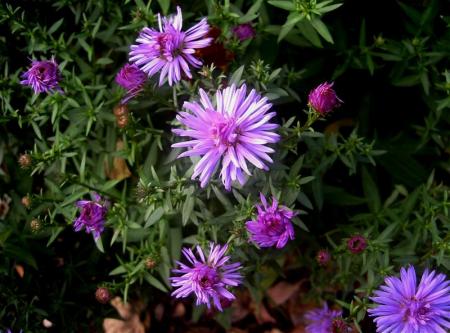 gallery_834_1080_58826.jpg