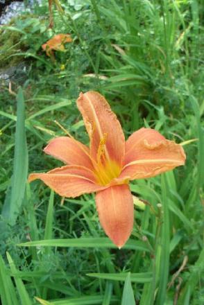 gallery_9657_1186_57294.jpg