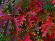 tn_gallery_387_1193_77729.jpg