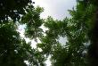 tn_gallery_9657_1186_8471.jpg