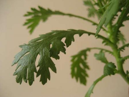 gallery_1011_1199_11011.jpg