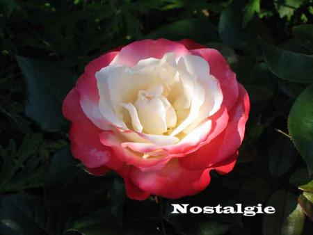 gallery_250_1204_11081.jpg