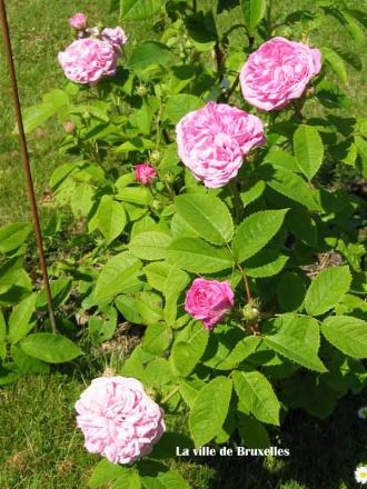 gallery_250_1204_13336.jpg
