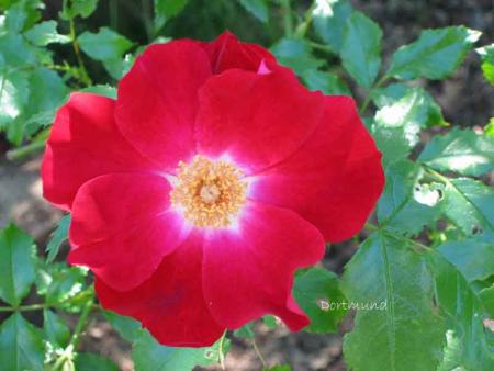 gallery_250_1204_22599.jpg