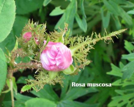 gallery_250_1204_43996.jpg