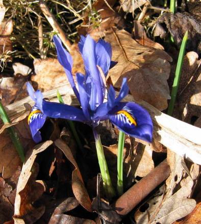 gallery_250_1206_67021.jpg