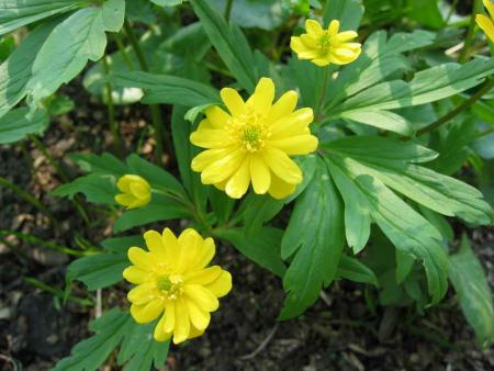gallery_250_1206_8725.jpg