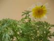 tn_gallery_1011_1199_12042.jpg