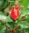 tn_gallery_250_1204_22186.jpg