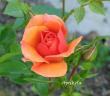 tn_gallery_250_1204_24662.jpg