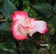 tn_gallery_250_1204_34608.jpg