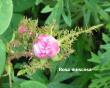 tn_gallery_250_1204_43996.jpg
