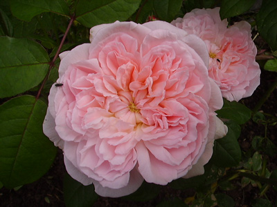 gallery_12689_1213_5280.jpg