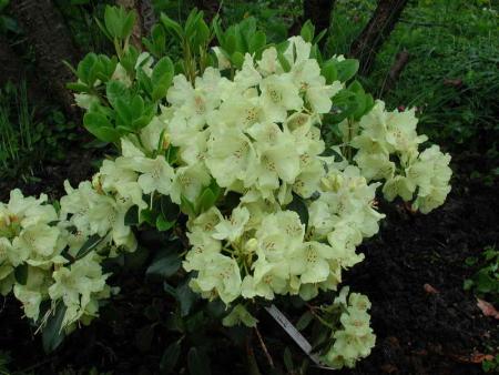 gallery_250_1205_31068.jpg
