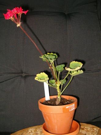 gallery_941_1209_166718.jpg