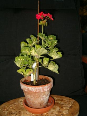 gallery_941_1209_88482.jpg