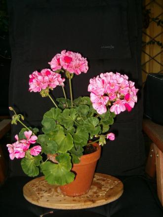 gallery_941_1209_98615.jpg