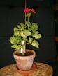 tn_gallery_941_1209_88482.jpg