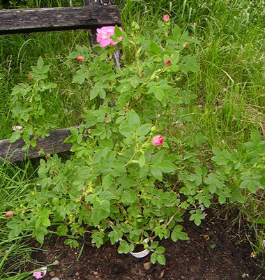 gallery_12689_1213_117207.jpg
