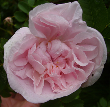 gallery_12689_1213_2167.jpg