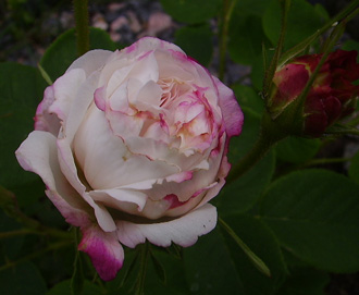gallery_12689_1213_23783.jpg
