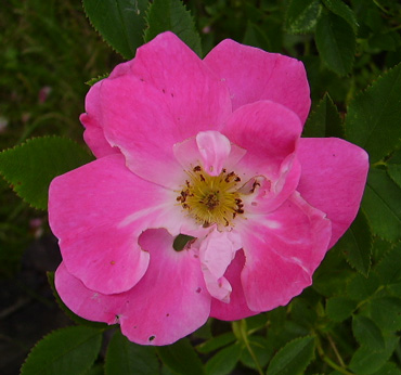 gallery_12689_1213_37357.jpg