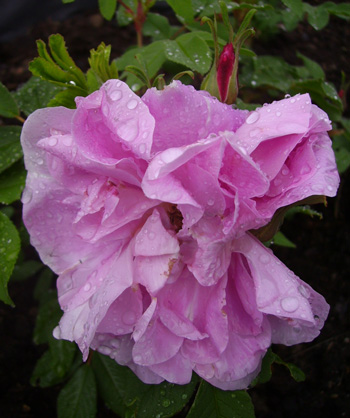 gallery_12689_1213_46097.jpg