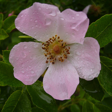 gallery_12689_1213_46331.jpg
