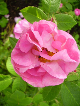 gallery_12689_1213_54515.jpg