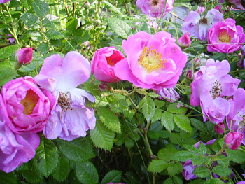 gallery_12689_1213_67797.jpg