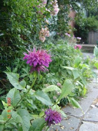gallery_11893_1220_13509.jpg