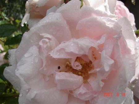 gallery_11893_1220_24426.jpg