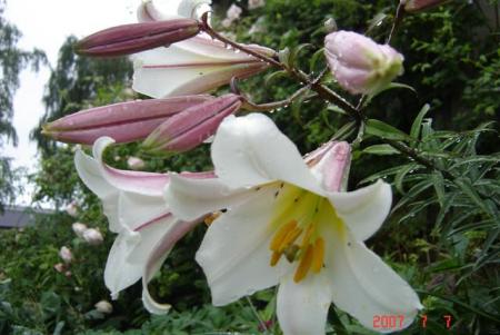 gallery_11893_1220_25960.jpg