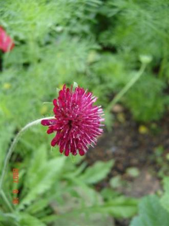 gallery_11893_1220_30020.jpg