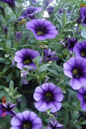 gallery_11893_1220_32605.jpg
