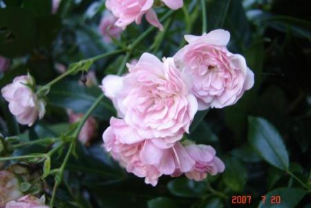 gallery_11893_1220_43360.jpg