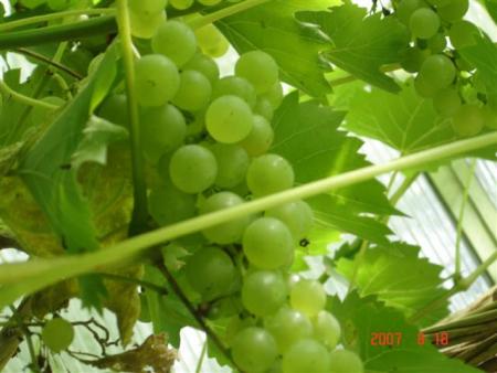gallery_11893_1220_47854.jpg