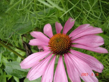gallery_11893_1220_65695.jpg