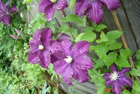 gallery_11893_1220_83920.jpg