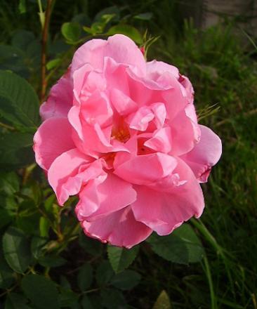 gallery_12689_1213_32436.jpg