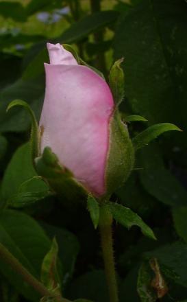 gallery_12689_1213_7102.jpg