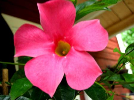 gallery_12725_1222_51672.jpg