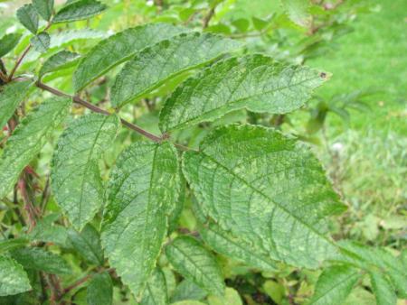 gallery_12725_1222_95391.jpg