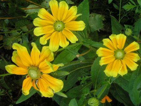 gallery_5006_1230_4877.jpg