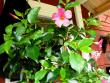 tn_gallery_12725_1222_28802.jpg