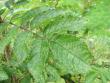 tn_gallery_12725_1222_95391.jpg