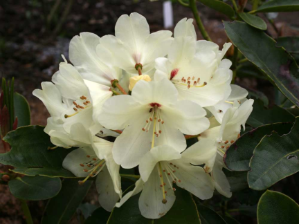 gallery_250_1205_129161.png