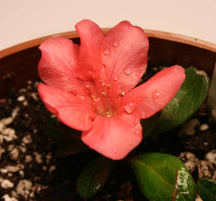 gallery_250_1205_34620.png