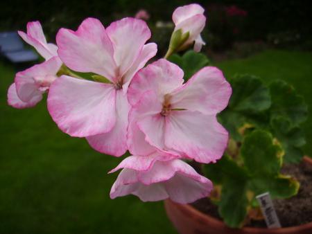 gallery_7579_1235_14355.jpg